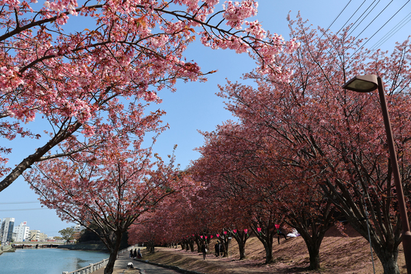 徳島中央公園 助任川沿いの蜂須賀桜の全景写真