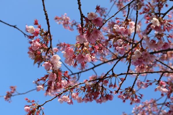 徳島中央公園 助任川沿いの蜂須賀桜のアップ写真