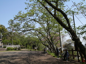 大滝山のソメイヨシノの全景写真