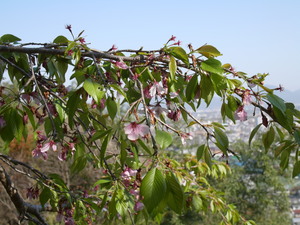 西部公園のしだれ桜のアップ写真