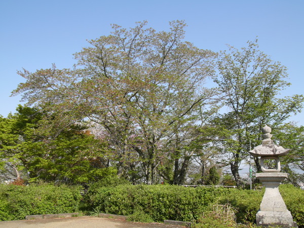 西部公園のソメイヨシノの全景写真