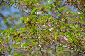 とくしま植物園のソメイヨシノのアップ写真