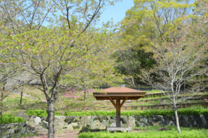 とくしま植物園のソメイヨシノの全景写真