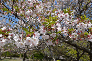 徳島中央公園の桜のアップ写真