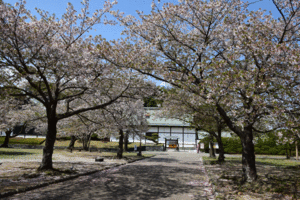 徳島中央公園の桜の全景写真