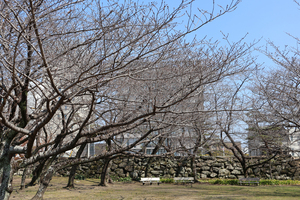 徳島中央公園のソメイヨシノの全景写真