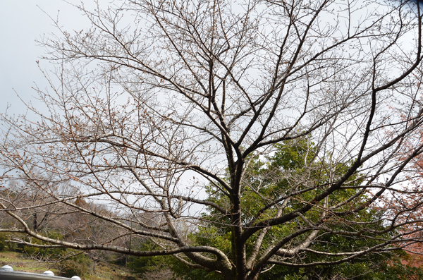 とくしま植物園のソメイヨシノの全景写真