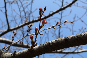 徳島中央公園のソメイヨシノのアップ写真