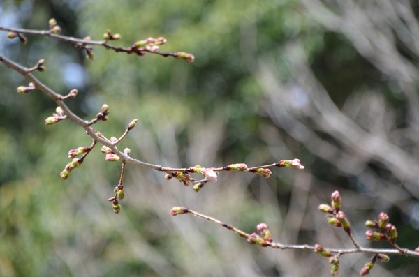 とくしま植物園のソメイヨシノのアップ写真