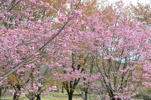 とくしま植物園の陽光の全景写真