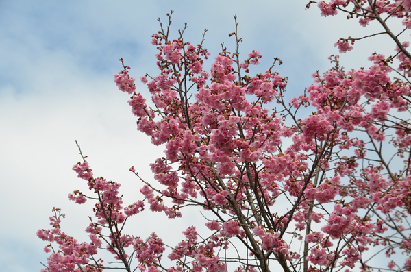 とくしま植物園の陽光のアップ写真