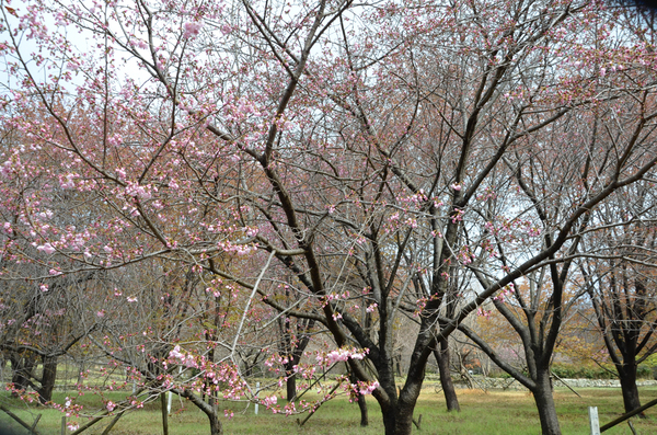 とくしま植物園の阿波雅の全景写真