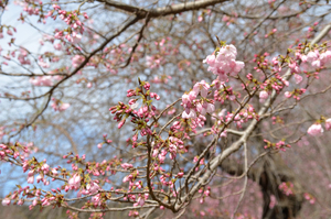 とくしま植物園の阿波雅のアップ写真