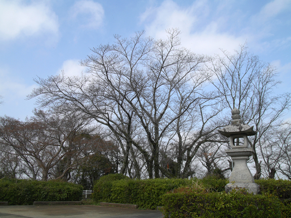 西部公園のソメイヨシノの全景写真