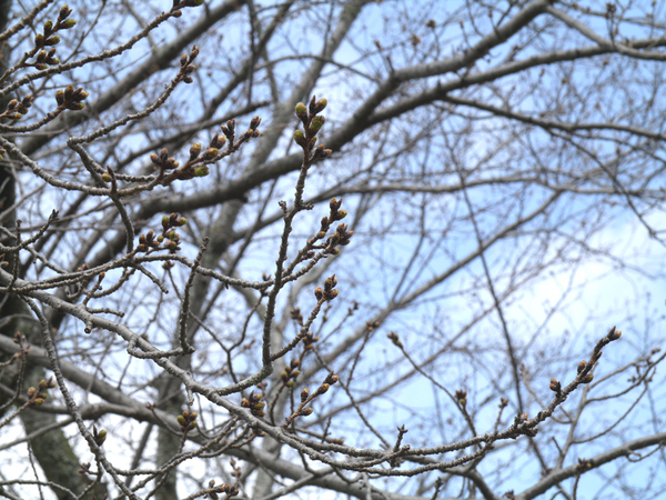 西部公園のソメイヨシノのアップ写真