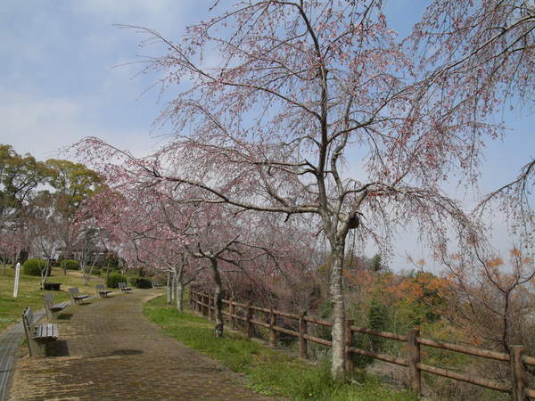 西部公園のしだれ桜の全景写真