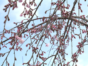 西部公園のしだれ桜のアップ写真