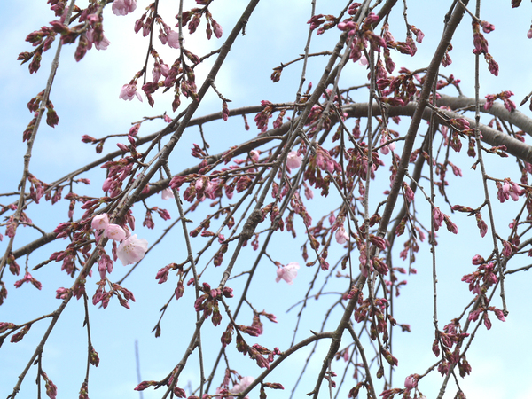 西部公園のしだれ桜のアップ写真