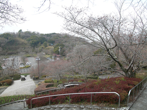 眉山公園のソメイヨシノの全景写真