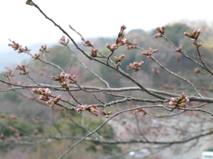 眉山公園のソメイヨシノのアップ写真