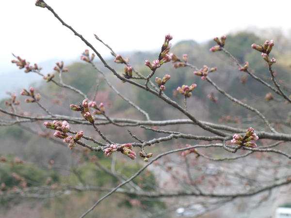 眉山公園のソメイヨシノのアップ写真