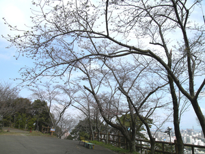 大滝山のソメイヨシノの全景写真