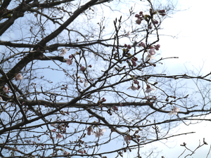大滝山のソメイヨシノのアップ写真