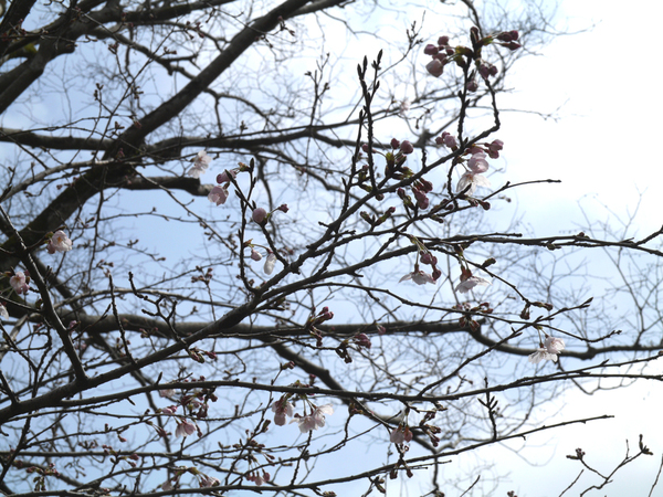 大滝山のソメイヨシノのアップ写真
