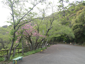 大滝山のソメイヨシノの全景写真