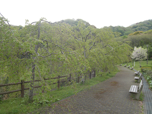 西部公園のしだれ桜の全景写真