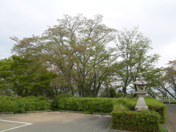西部公園のソメイヨシノの全景写真