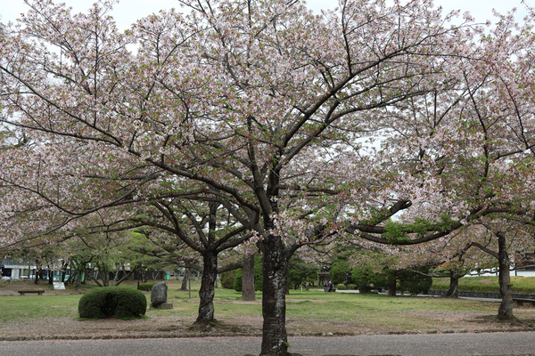 徳島中央公園のソメイヨシノの全景写真