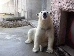 寝室への扉の前に座り込むポロロの写真