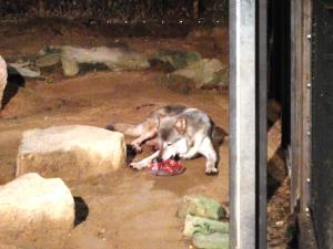 馬肉を食べるユウキの写真