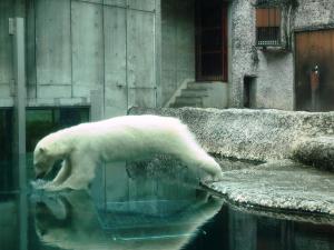 「プールに飛び込むポロロ」の写真