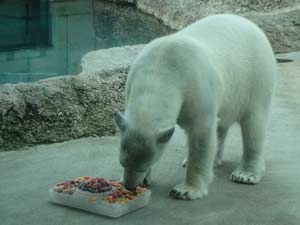 氷の誕生日ケーキを食べるポロロ