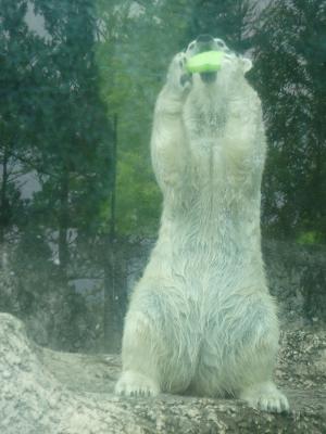 伸びたポロロの写真