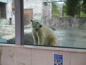 雨の日のポロロの様子の写真