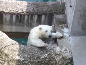 昇降口から顔を出すポロロの写真