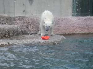 湯たんぽで遊ぶポロロの写真1