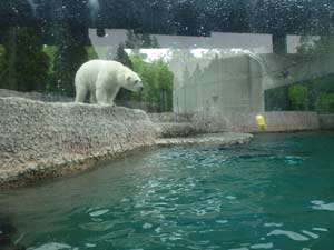 湯たんぽで遊ぶポロロの写真2