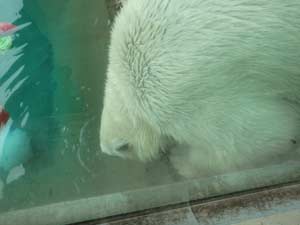 上半身だけ下にずらして水を飲むポロロの写真2